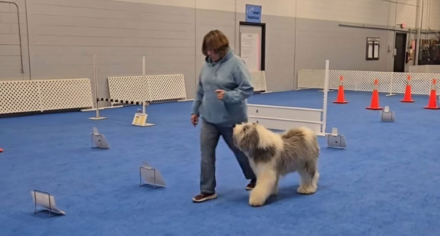 rally clipped sheepdog